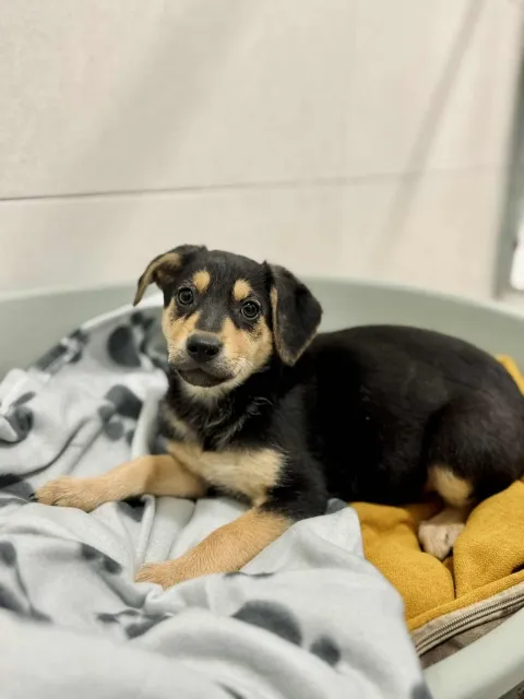 Pies do adopcji, Piła, 22 października 2025 (4/4)