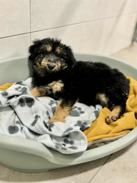 Pies do adopcji, Piła, 22 października 2025 (1/3)