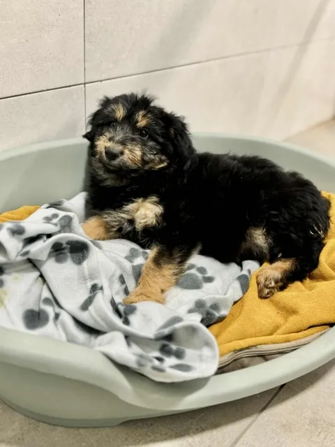 Pies do adopcji, Piła, 22 października 2025 (2/3)