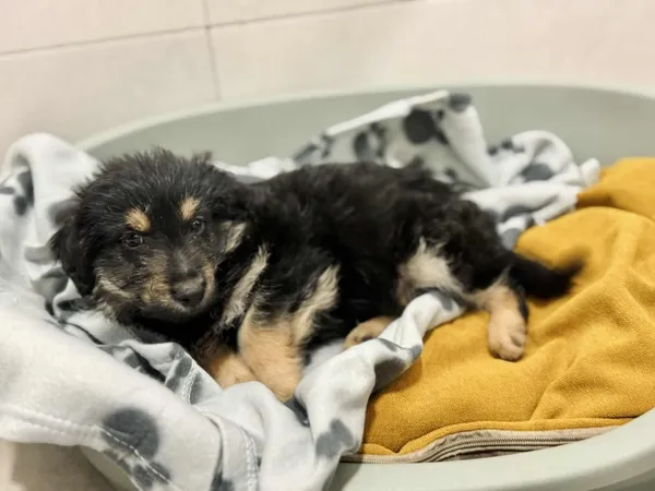 Pies do adopcji, Piła, 22 października 2025 (1/3)