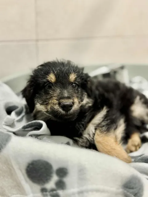 Pies do adopcji, Piła, 22 października 2025 (3/3)