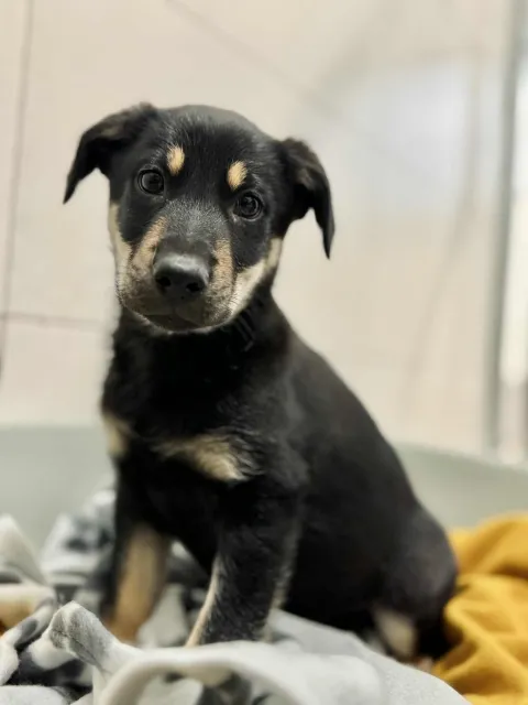 Pies do adopcji, Piła, 22 października 2025 (1/2)