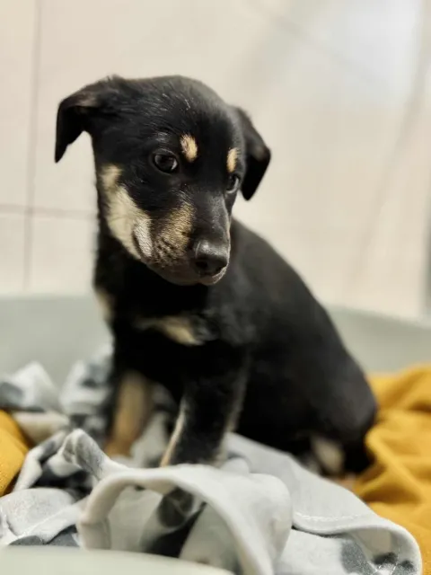 Pies do adopcji, Piła, 22 października 2025 (2/2)