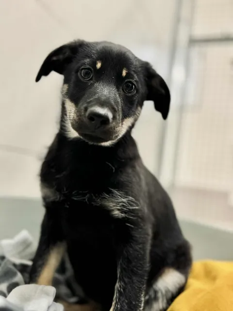 Pies do adopcji, Piła, 22 października 2025 (1/2)