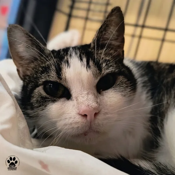 Kot do adopcji, Gdynia, 23 listopada 2025 (2/3)