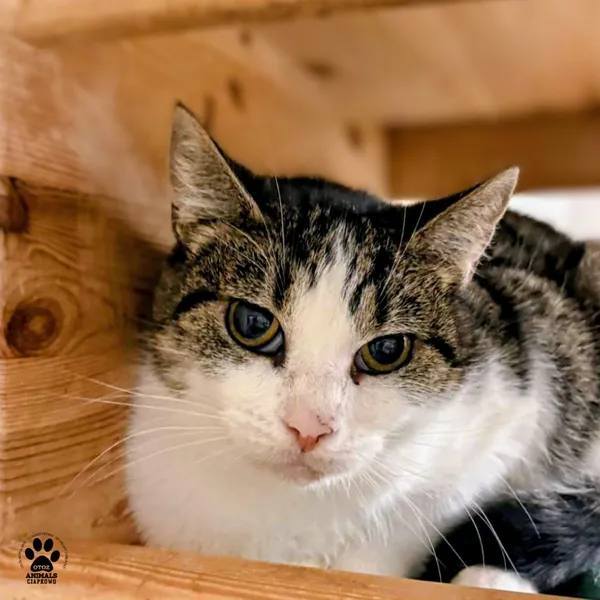 Kot do adopcji, Gdynia, 23 listopada 2025 (3/3)