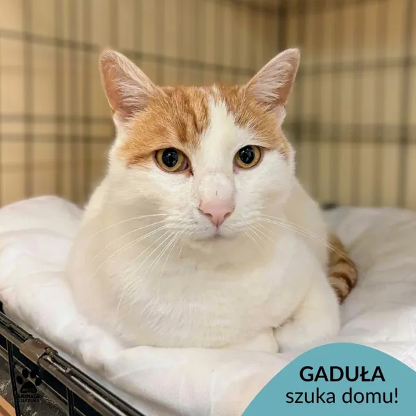 Kot do adopcji, Gdynia, 23 listopada 2025 (1/4)