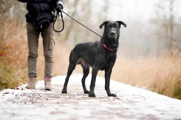 Pies do adopcji, Sosnowiec, 22 listopada 2025 (1/5)