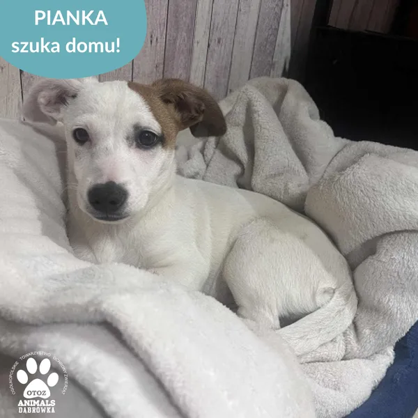 Pies do adopcji, Dąbrówka, 22 listopada 2025 (1/2)