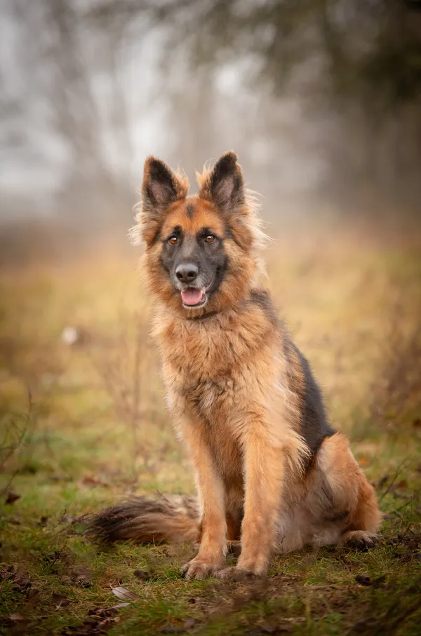 Oddam psa, Warszawa, Pelcowizna, 24 listopada 2025 (4/5)