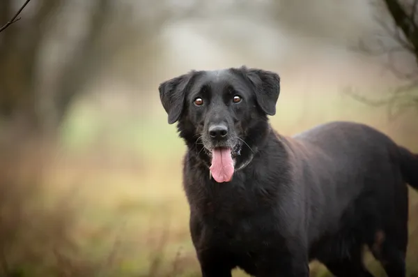 Oddam psa, Warszawa, Targówek Mieszkaniowy, 24 listopada 2025 (1/5)