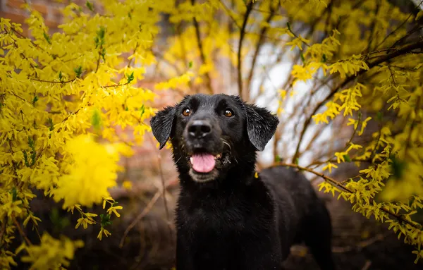 Oddam psa, Warszawa, Targówek Mieszkaniowy, 24 listopada 2025 (4/5)