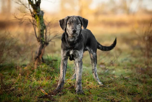 Oddam psa, Blizne Łaszczyńskiego, Chrzanów, 24 listopada 2025 (5/5)