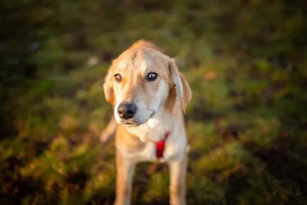 Oddam psa, Warszawa, Chomiczówka, 24 listopada 2025 (1/5)