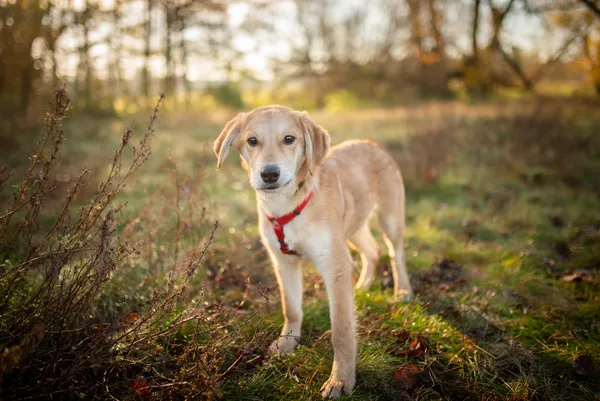 Oddam psa, Warszawa, Chomiczówka, 24 listopada 2025 (3/5)