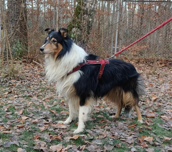 Pies do adopcji, Włocławek, 21 listopada 2025 (2/5)