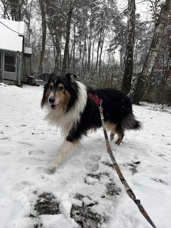 Pies do adopcji, Włocławek, 21 listopada 2025 (4/5)