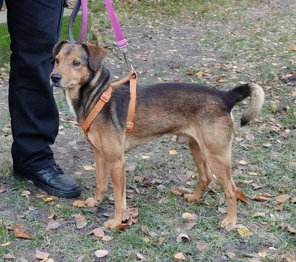 Pies do adopcji, Włocławek, 21 listopada 2025 (1/5)