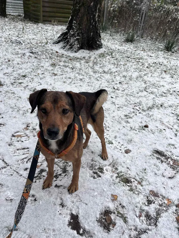 Pies do adopcji, Włocławek, 21 listopada 2025 (4/5)