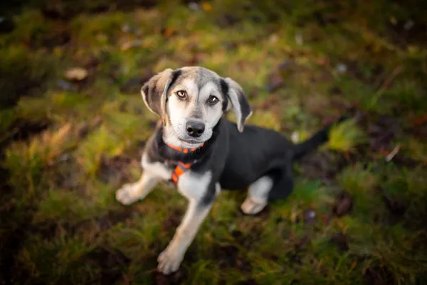 Oddam psa, Warszawa, Chomiczówka, 24 listopada 2025 (1/5)