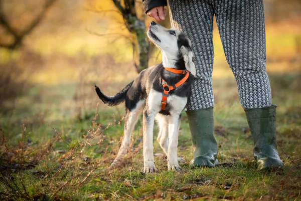 Oddam psa, Warszawa, Chomiczówka, 24 listopada 2025 (3/5)