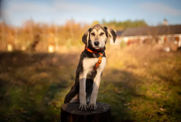 Oddam psa, Warszawa, Chomiczówka, 24 listopada 2025 (4/5)