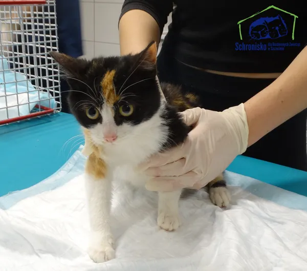 Kot do adopcji, Szczecin, 22 listopada 2025