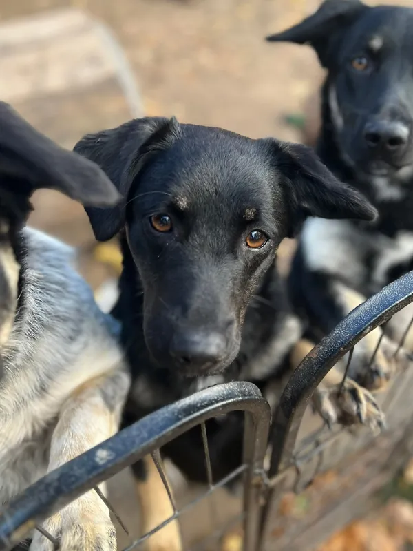 Oddam psa, Warszawa, Nowa Praga, 24 listopada 2025 (1/4)