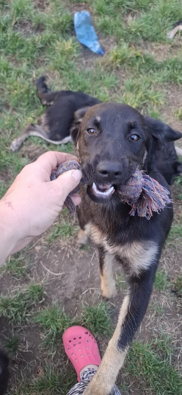 Oddam psa, Warszawa, Nowa Praga, 24 listopada 2025 (2/4)