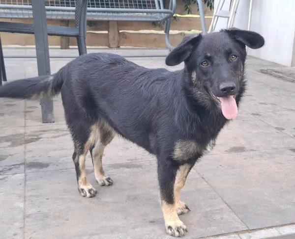 Oddam psa, Warszawa, Nowa Praga, 24 listopada 2025 (3/4)