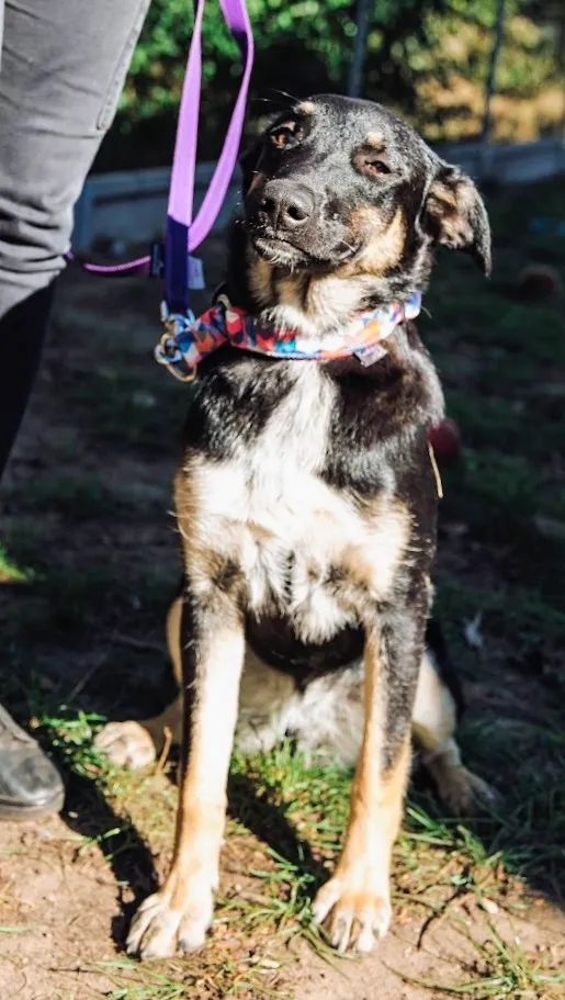 Oddam psa, Warszawa, Pelcowizna, 24 listopada 2025 (5/5)