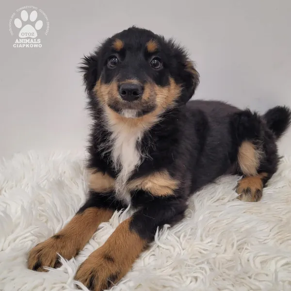 Pies do adopcji, Gdynia, 23 listopada 2025 (3/5)