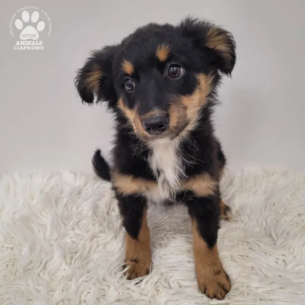 Pies do adopcji, Gdynia, 23 listopada 2025 (5/5)