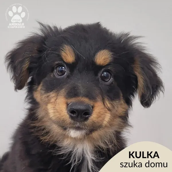 Pies do adopcji, Gdynia, 23 listopada 2025 (1/5)