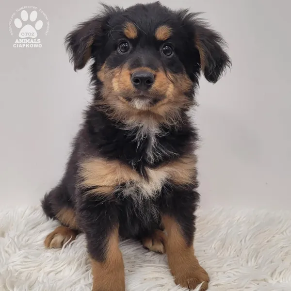 Pies do adopcji, Gdynia, 23 listopada 2025 (2/5)