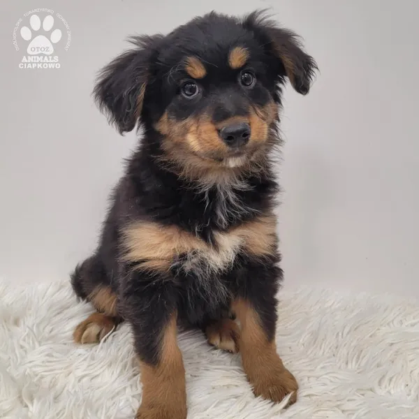 Pies do adopcji, Gdynia, 23 listopada 2025 (3/5)