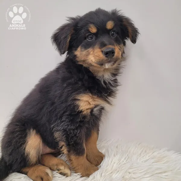 Pies do adopcji, Gdynia, 23 listopada 2025 (5/5)