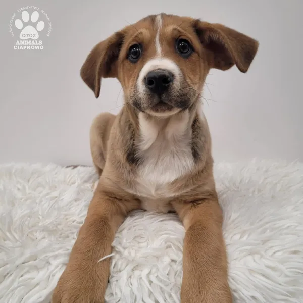 Pies do adopcji, Gdynia, 23 listopada 2025 (2/5)