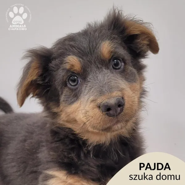 Pies do adopcji, Gdynia, 23 listopada 2025 (1/5)