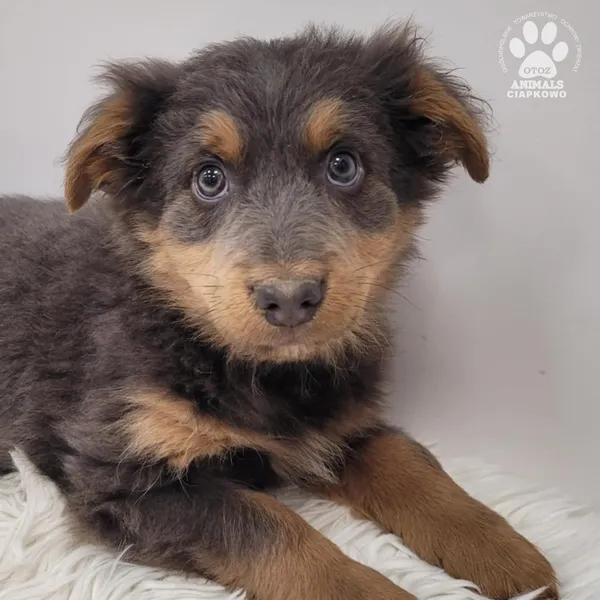 Pies do adopcji, Gdynia, 23 listopada 2025 (2/5)