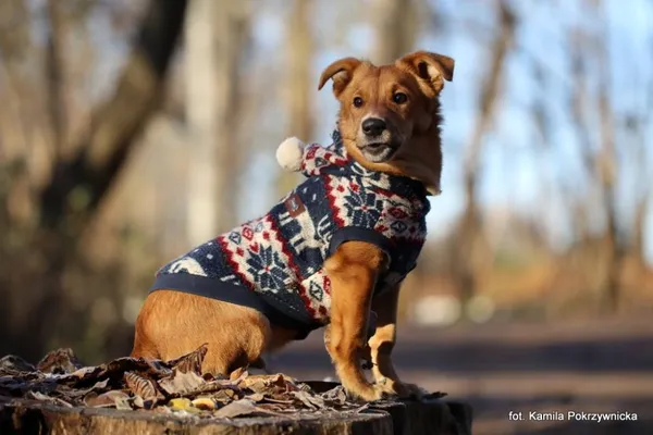 Znaleziono psa, Toruń, 14 listopada 2025