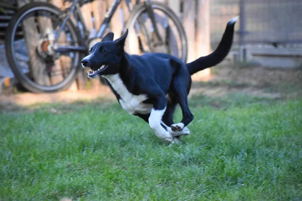 Oddam psa, Warszawa, Młynów, 24 listopada 2025 (3/4)