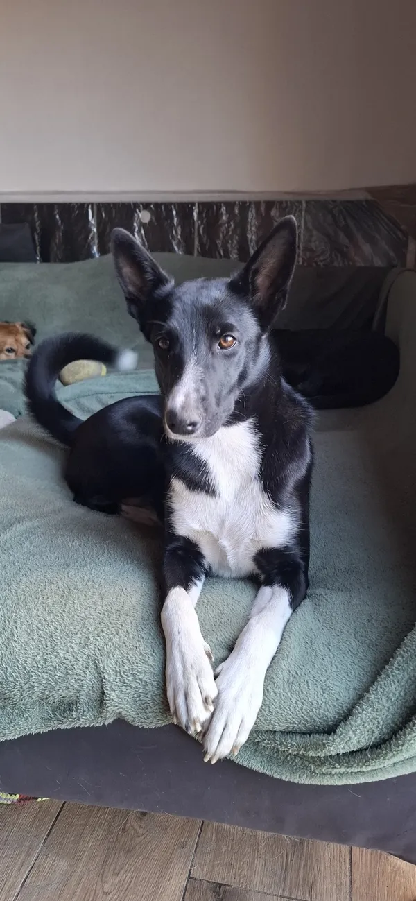 Oddam psa, Warszawa, Młynów, 24 listopada 2025 (4/4)