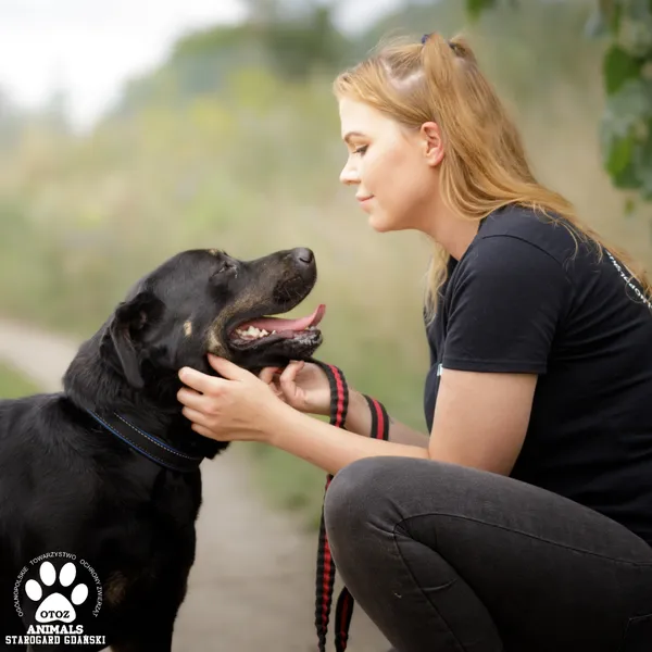 Pies do adopcji, Starogard Gdański, 28 lipca 2025 (2/4)