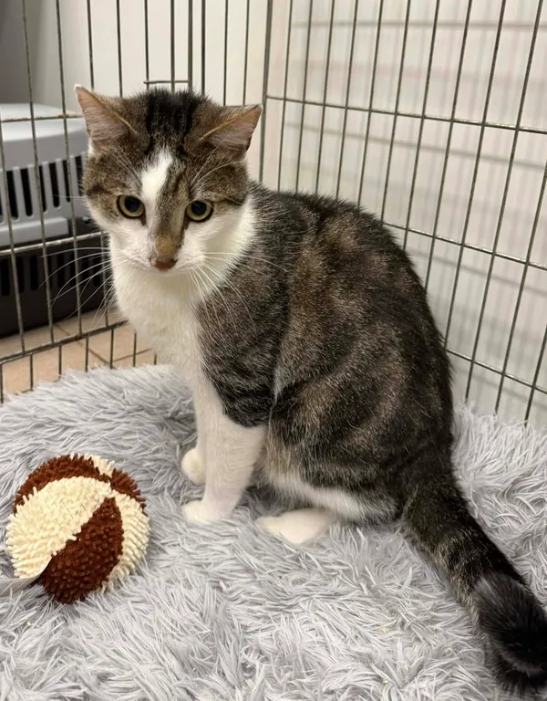 Kot do adopcji, Chojnice, 24 listopada 2025 (1/2)