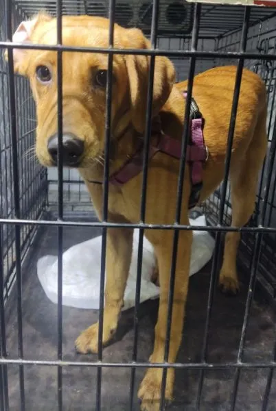 Znaleziono psa, Radom, 22 listopada 2025