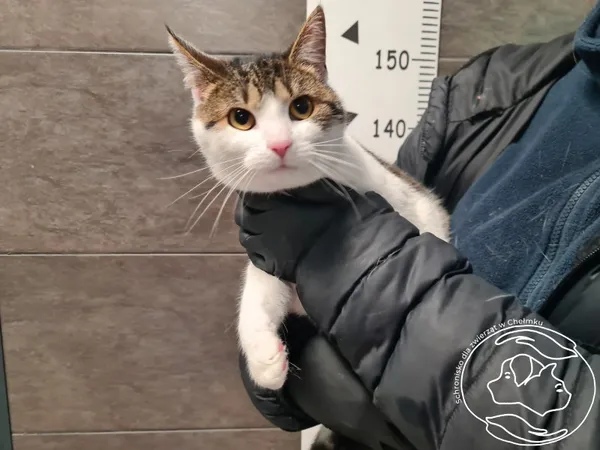 Znaleziono kota, Chełmek, 24 listopada 2025