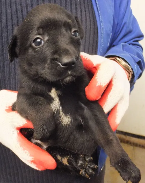 Znaleziono psa, Nowa Krępa, 14 listopada 2025