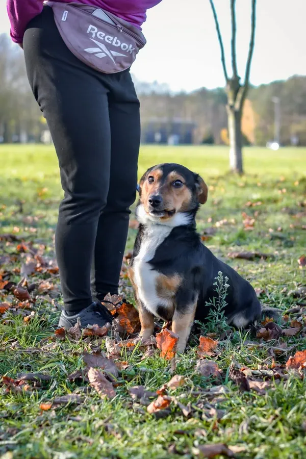 Pies do adopcji, Radom, 24 listopada 2025 (2/5)