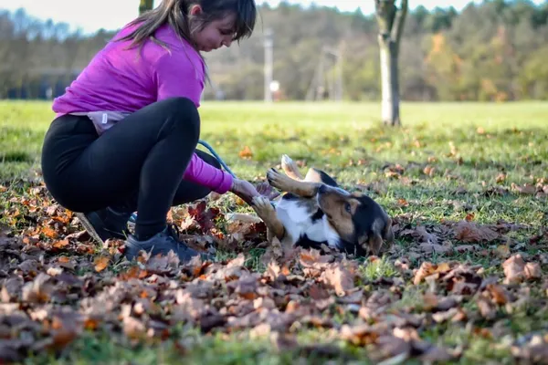 Pies do adopcji, Radom, 24 listopada 2025 (4/5)